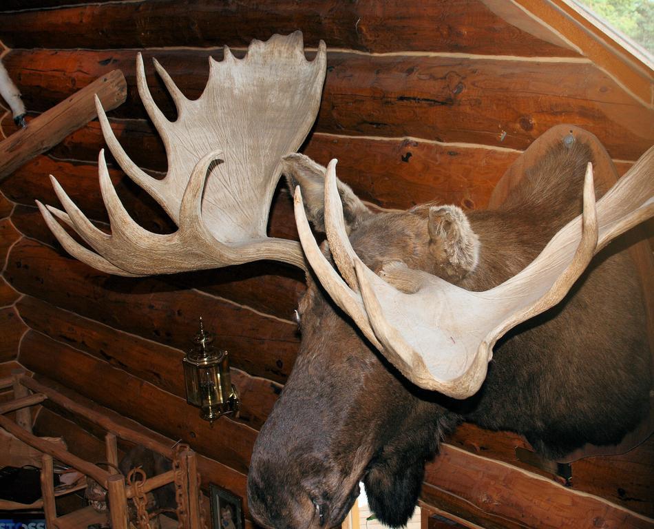 Wise Old Hunter Lodge Anchor Point Habitación foto