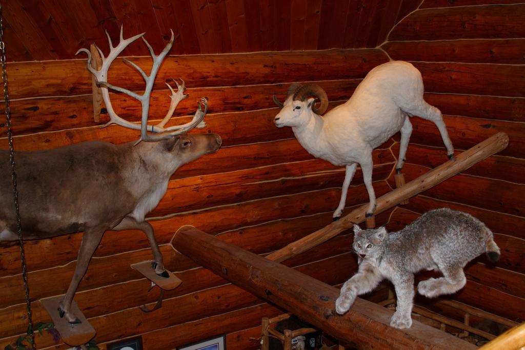 Wise Old Hunter Lodge Anchor Point Habitación foto